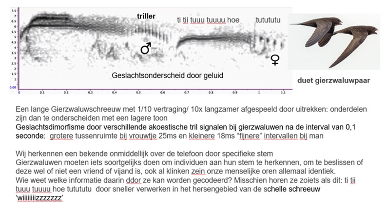 (Nederland). Foto van Gierzwaluw C=geslachtsonderscheid Door Geluid.
Geslachtsonderscheid door geluid
